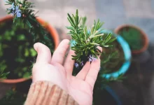 فوائد-الروز-ماري-للشعر