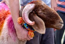 اضحية العيد