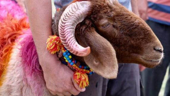 اضحية العيد