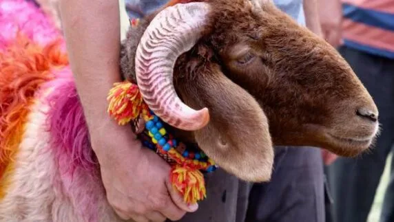 اضحية العيد